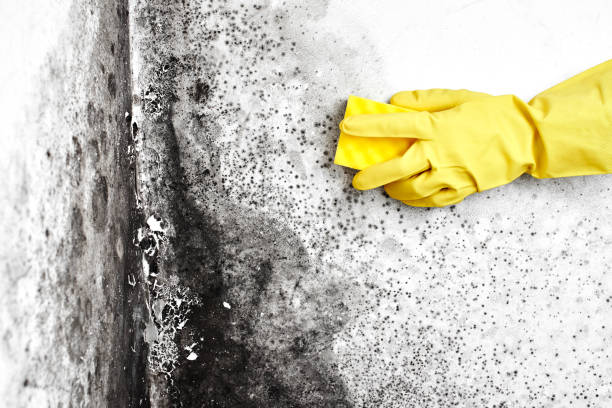 Professional Mold Removal in Lagrange, GA